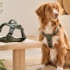 Boutique Harnais Canin